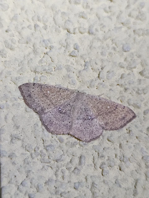 Cyclophora ruficiliaria - vörösrojtú pettyesaraszoló