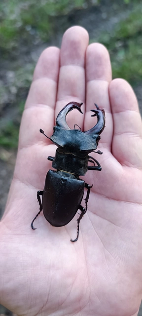 Lucanus cervus - nagy szarvasbogár
