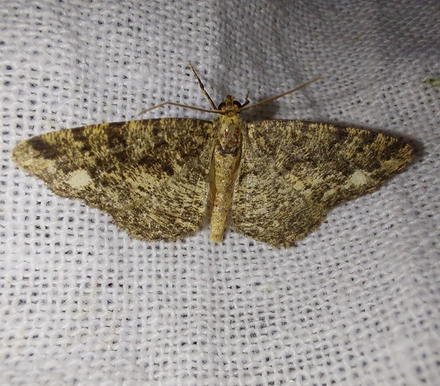 Parectropis similaria - barna zuzmóaraszoló