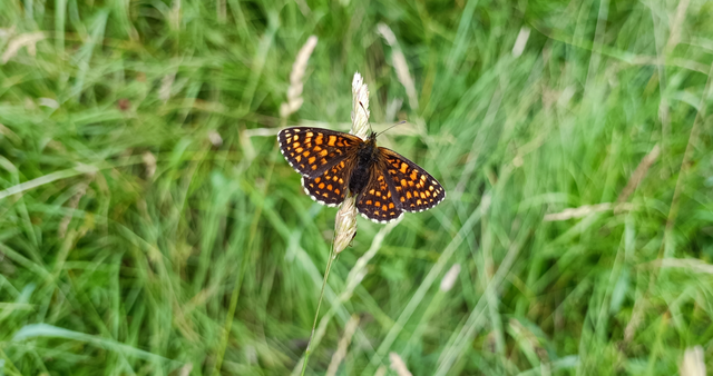 Melitaea