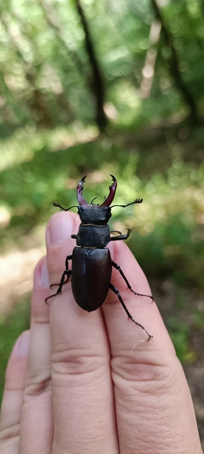 Lucanus cervus - nagy szarvasbogár