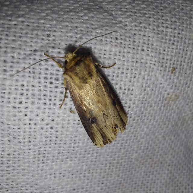 Axylia putris - vonalkás földibagoly