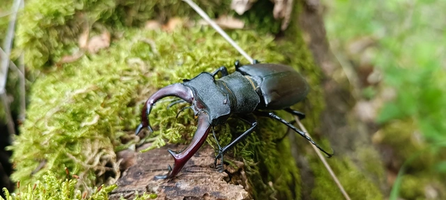 Lucanus cervus - nagy szarvasbogár