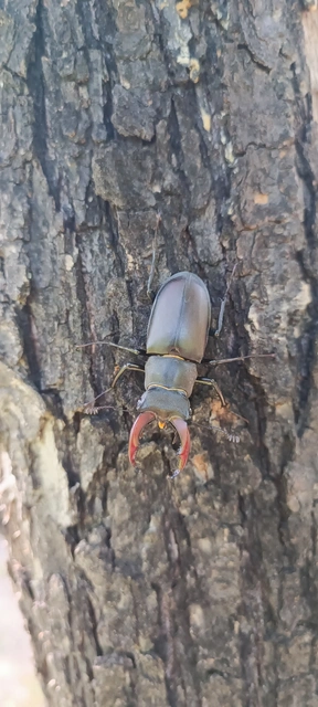 Lucanus cervus - nagy szarvasbogár