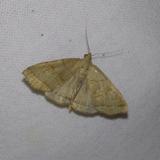 Herminia tarsicrinalis - szőröslábú karcsúbagoly