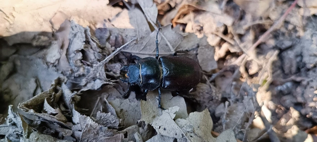 Lucanus cervus - nagy szarvasbogár