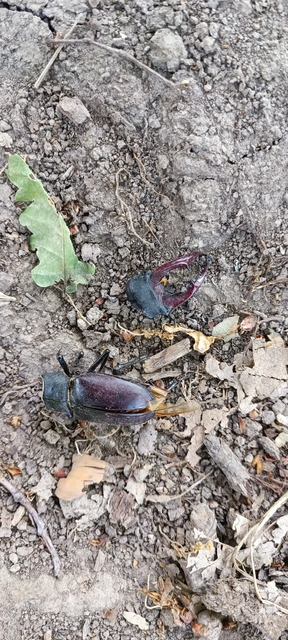 Lucanus cervus - nagy szarvasbogár