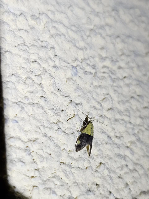 Oecophora bractella - kis díszmoly
