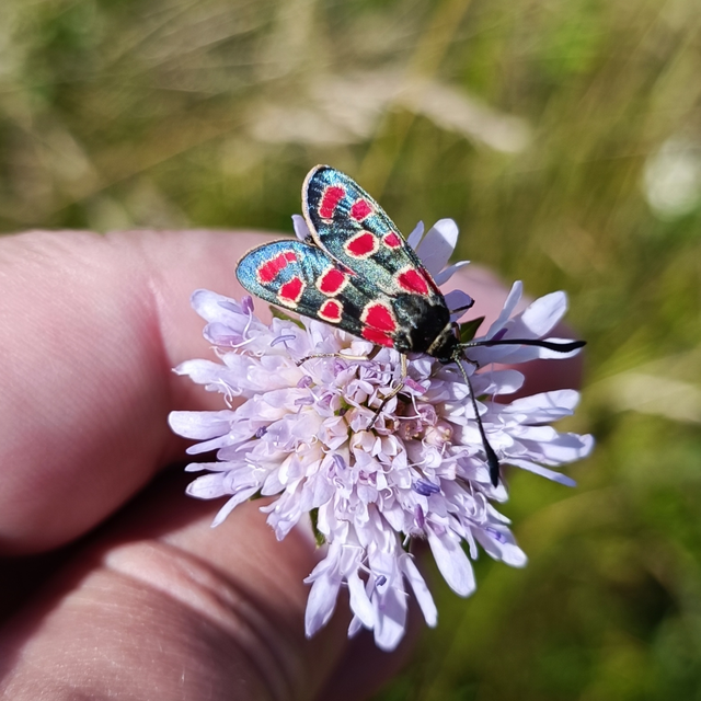 Zygaena carniolica - fehérgyűrűs csüngőlepke