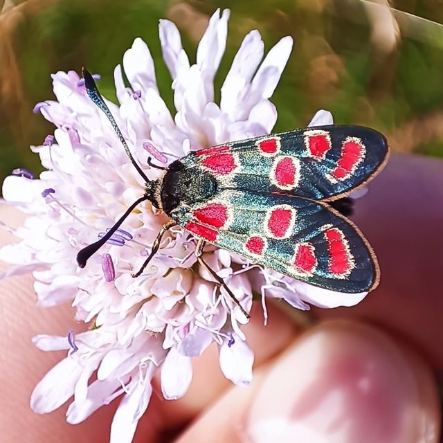 Zygaena carniolica - fehérgyűrűs csüngőlepke