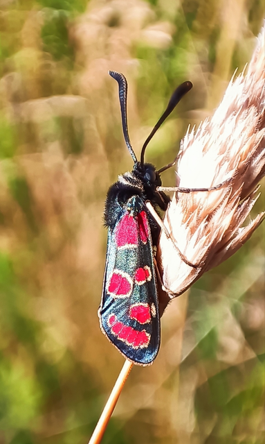 Zygaena carniolica - fehérgyűrűs csüngőlepke