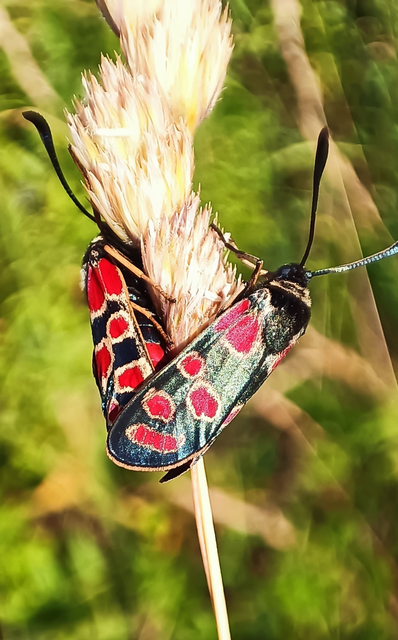 Zygaena carniolica - fehérgyűrűs csüngőlepke