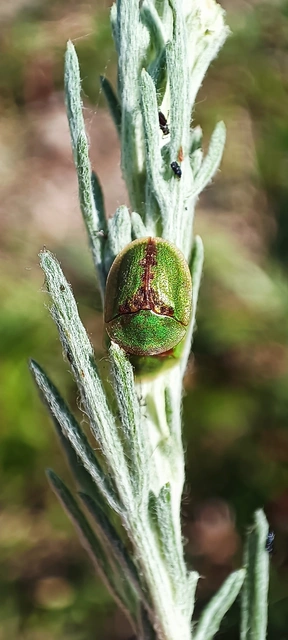 Cassida Cassida
