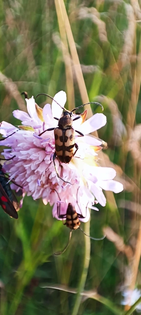 Pachytodes erraticus - rajzos virágcincér