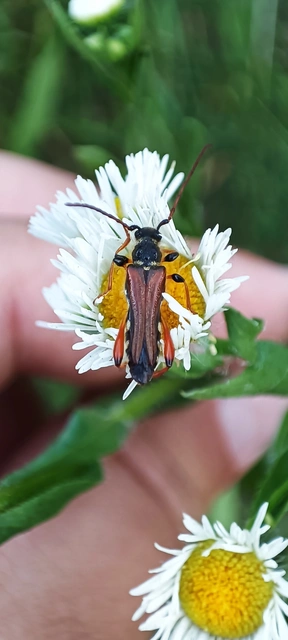 Stenopterus rufus - tarkacsápú keskenyfedőscincér
