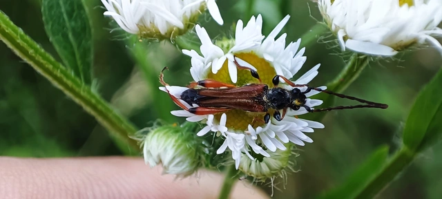 Stenopterus rufus - tarkacsápú keskenyfedőscincér