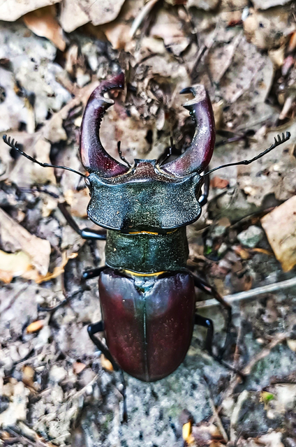 Lucanus cervus - nagy szarvasbogár