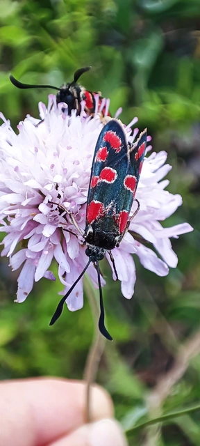 Zygaena carniolica - fehérgyűrűs csüngőlepke