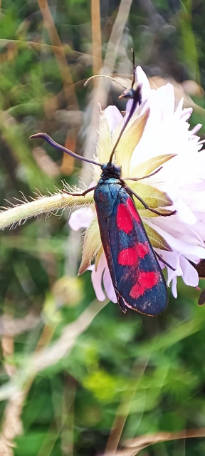 Zygaena filipendulae - acélszínű csüngőlepke