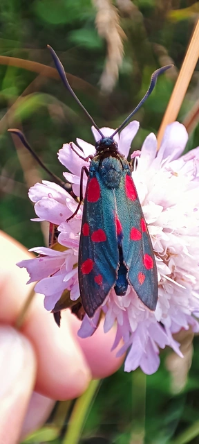 Zygaena filipendulae - acélszínű csüngőlepke