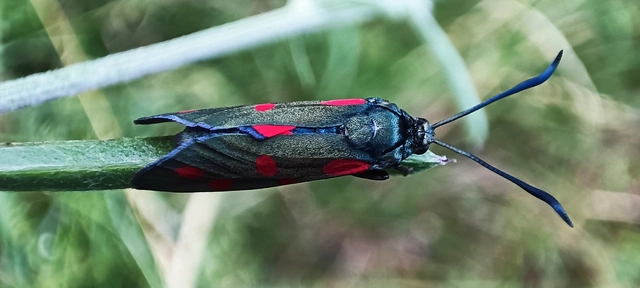 Zygaena filipendulae - acélszínű csüngőlepke