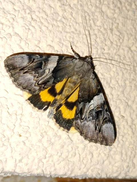 Catocala fulminea - galagonya-övesbagoly