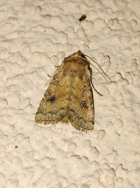 Atypha pulmonaris - tüdőfű-levélbagoly