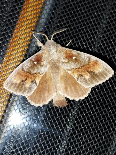 Dendrolimus pini - fenyőpohók