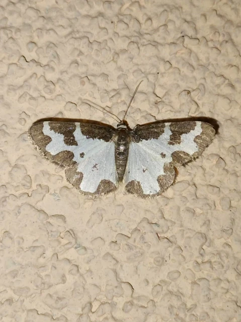 Lomaspilis marginata - szegélyes nyárfaaraszoló