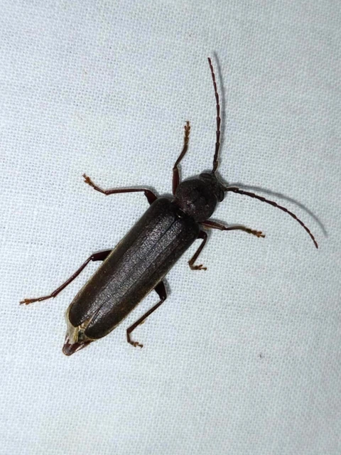 Arhopalus rusticus - gödrösnyakú cincér