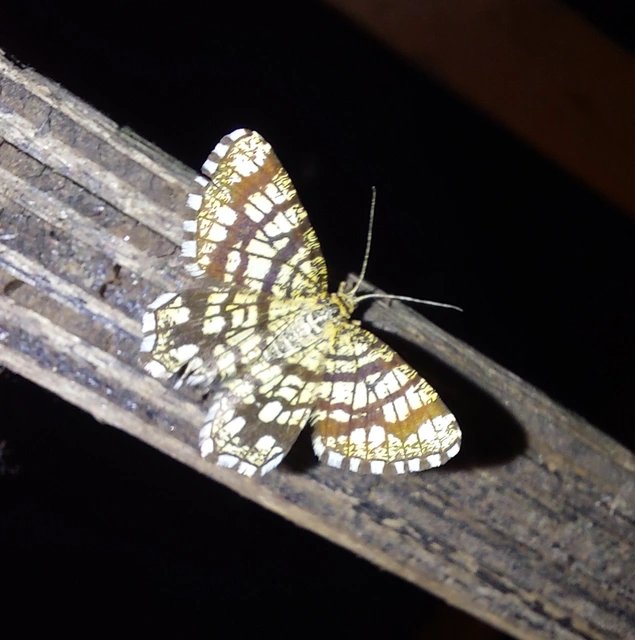 Chiasmia clathrata - rácsos rétiaraszoló