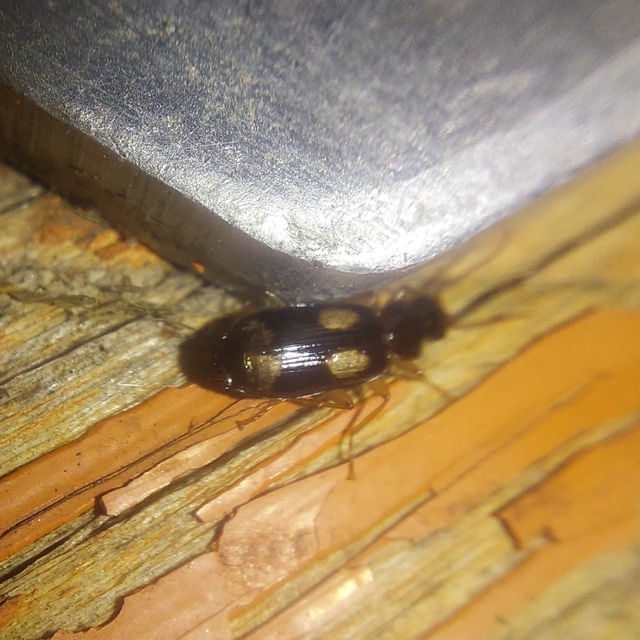 Dromius quadrimaculatus - négyfoltos kéregfutó