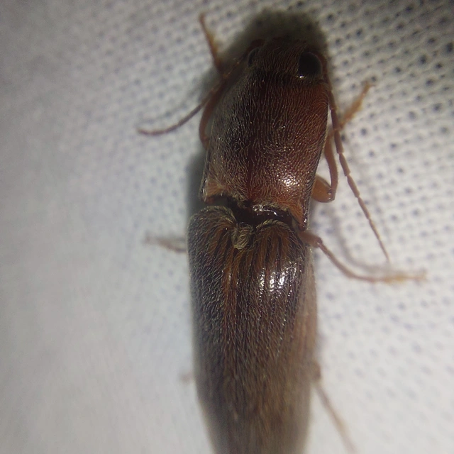 Stenagostus rhombeus - rombusznyakú pattanó
