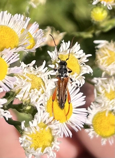 Stenopterus rufus - tarkacsápú keskenyfedőscincér