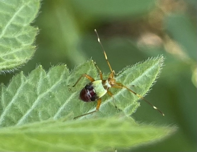 Closterotomus