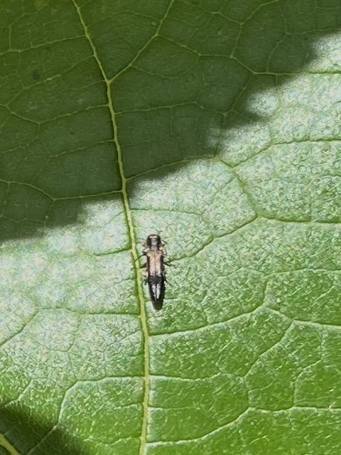 Agrilus derasofasciatus - szőlő-karcsúdíszbogár