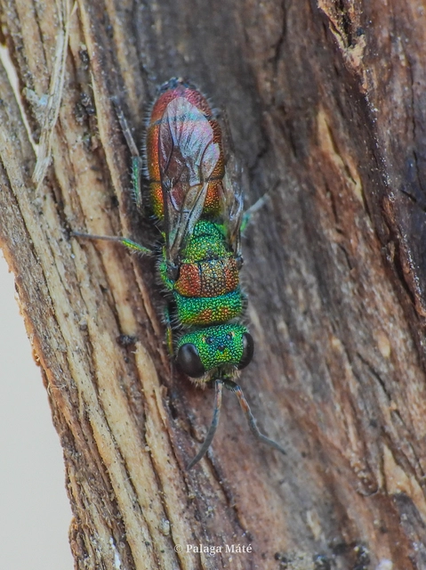 Chrysis frivaldszkyi
