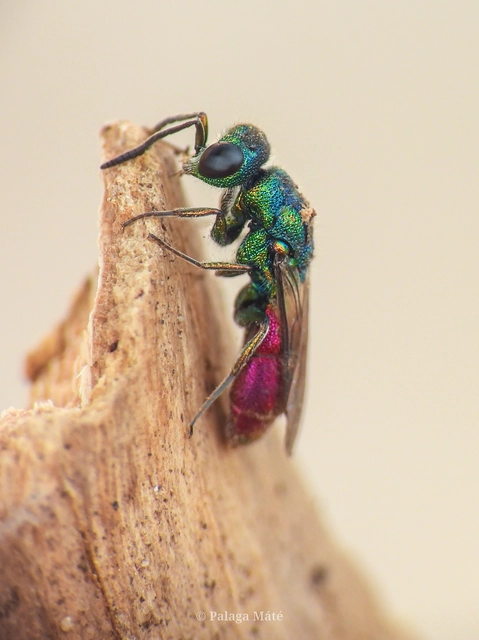 Chrysis gracillima