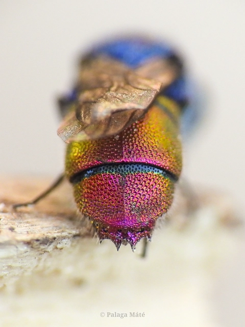 Chrysis inaequalis