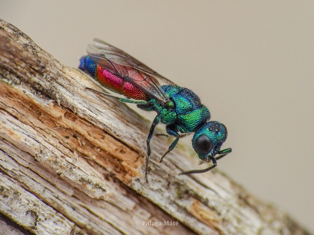 Chrysis insperata