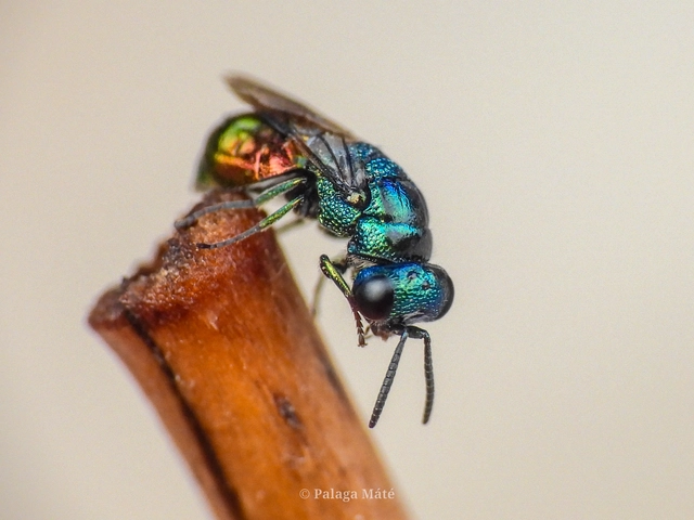 Omalus biaccinctus