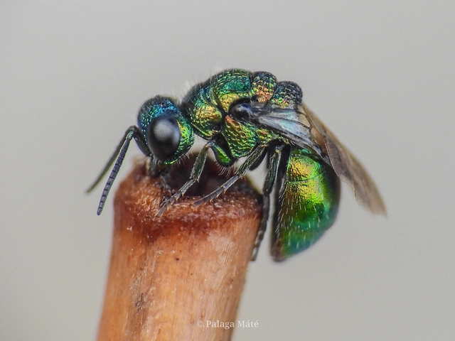 Pseudomalus pusillus