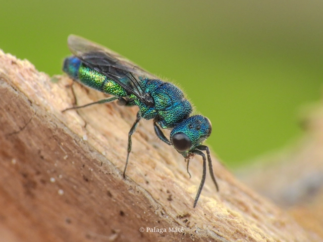 Trichrysis cyanea