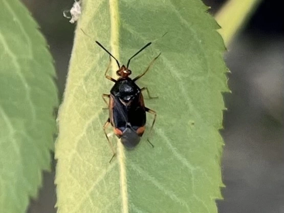 Deraeocoris ruber - vöröses mezeipoloska