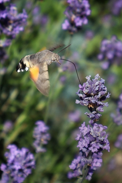 Macroglossum stellatarum - kacsafarkú szender