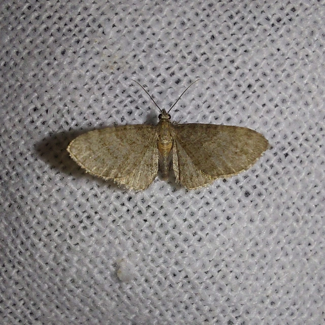 Eupithecia haworthiata - rozsdástestű törpearaszoló
