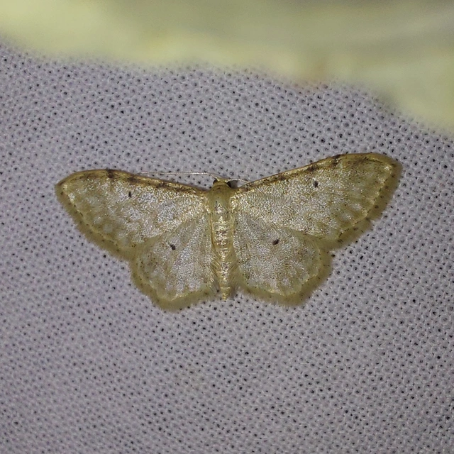 Idaea fuscovenosa - szürkeszélű apróaraszoló