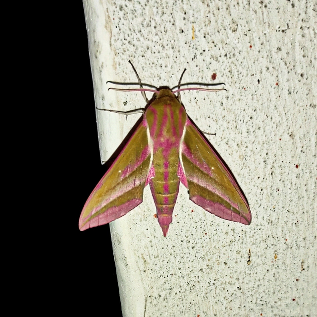 Deilephila elpenor - szőlőszender