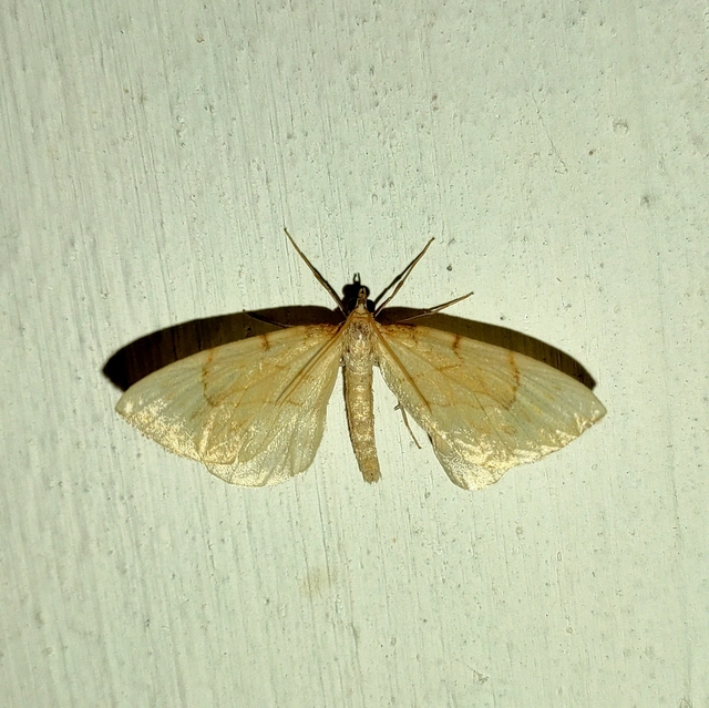 Eulithis pyraliata - sárga galajaraszoló