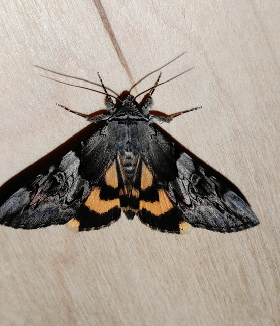 Catocala fulminea - galagonya-övesbagoly